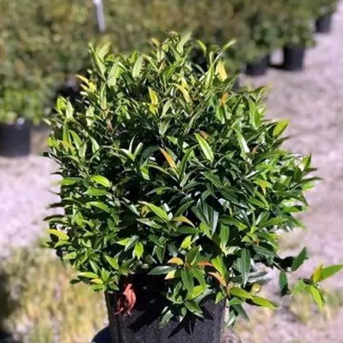 A close up square image of a potted Leucothoe axillaris Squirt pictured in light sunshine.