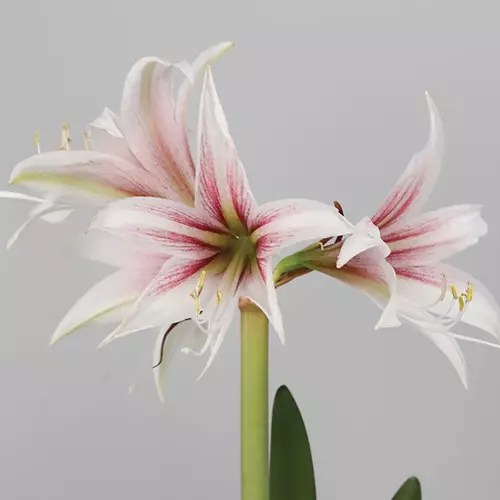 A close up horizontal image of a Hippeastrum ‘Sweet Lillian’ flower pictured on a gray background.
