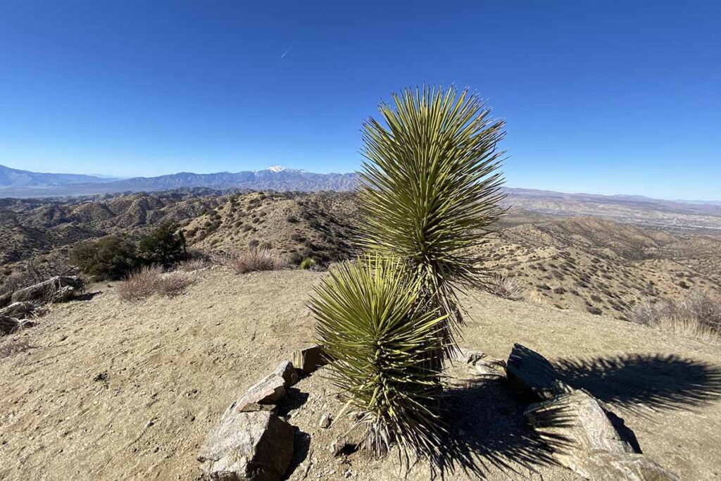How to Grow and Care for Joshua Trees Gardener’s Path