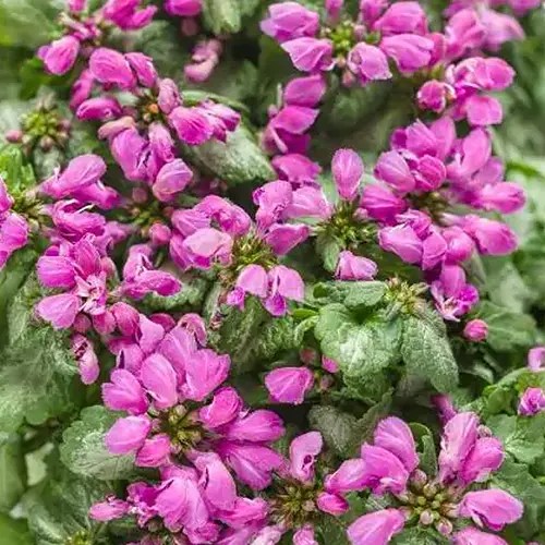 A close up of the pink flowers and variegated foliage of Lamium maculatum ‘Purple Chablis,’ a variety of deadnettle.