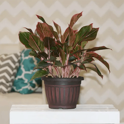 A square image of a Chinese evergreen plant growing in a decorative pot indoors.