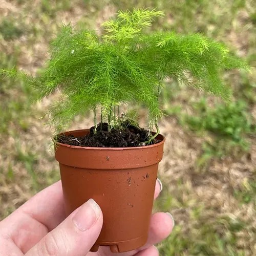 A square image of a hand from the bottom of the frame holding up a small potted asparagus fern.