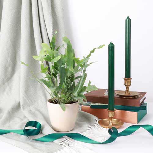 A square image of a small blue star fern growing in a cream colored pot set up with some green candles as part of an interior display.