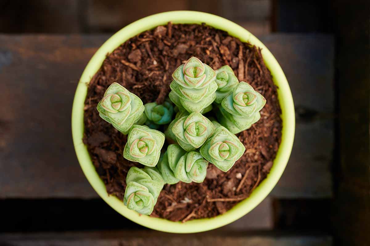 A close up top down image of a Crassula &lsquo;Tom Thumb&rsquo; succulent growing in a small green pot.