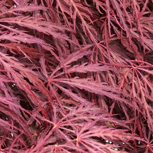 A square image of the deep red foliage of Acer ‘Crimson Queen.'
