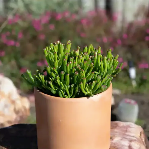 A square image of Crassula &lsquo;E T Fingers&rsquo; growing in a ceramic pot outdoors in light sunshine.