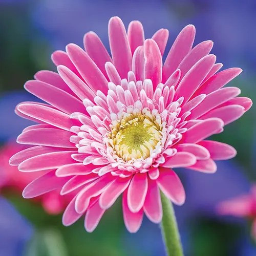 A close up of the pink flower of a ‘Garvinea Sweet Memories’ gerbera daisy pictured on a soft focus background.