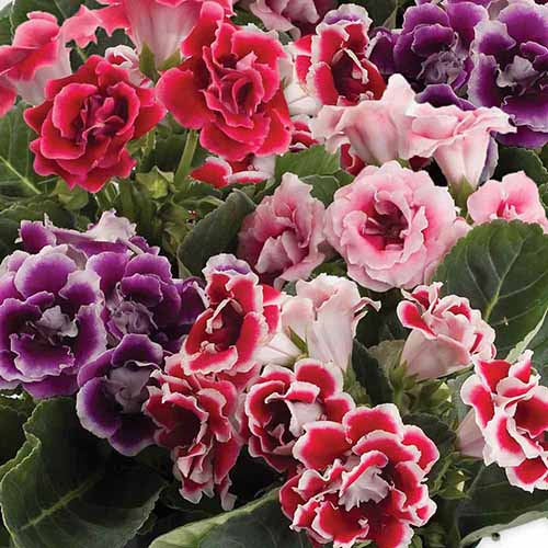 A square image of colorful gloxinia flowers growing in pots.