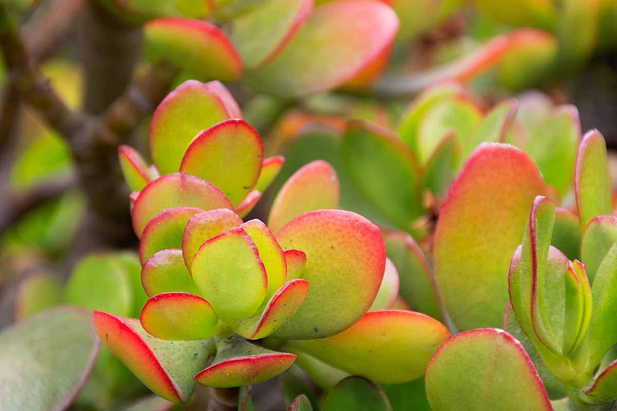 A close up horizontal image of the foliage of Crassula ovata &lsquo;Hummel&rsquo;s Sunset&rsquo; aka golden jade.