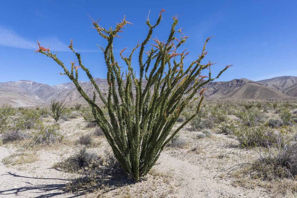 Ocotillo Hours at Derek Lacasse blog