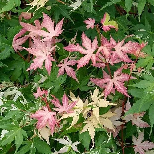 A square image of the green and purple foliage of ‘Karasugawa’ dwarf Japanese maple.