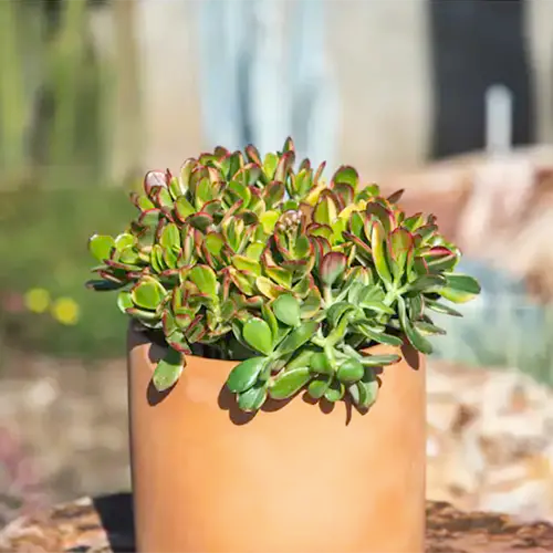 A square image of Crassula &lsquo;Lemon N Lime&rsquo; growing in a terra cotta pot pictured in light sunshine.