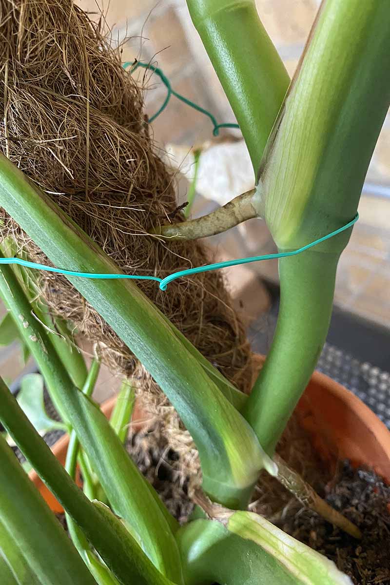 How to Grow Monstera on a Moss Pole Gardener’s Path