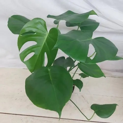 A square image of a small Swiss cheese plant growing in a pot pictured on a white background.