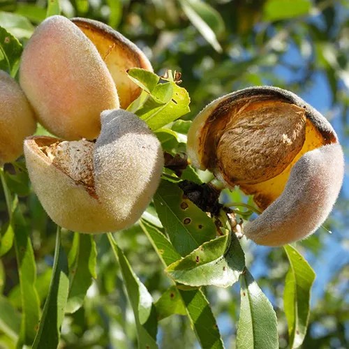 How to Plant, Grow, and Care for Almond Trees Gardener's Path