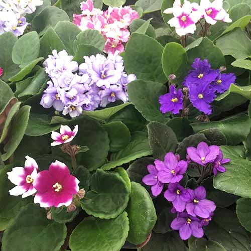 A square image of different colored Optimara African violets growing in pots.