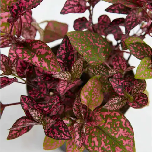 A close up of a pink polka dot plant with two tone leaves in bright pink and deep green on a soft focus background.