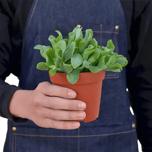 A square image of a gardener holding up a small potted ripple jade plant.