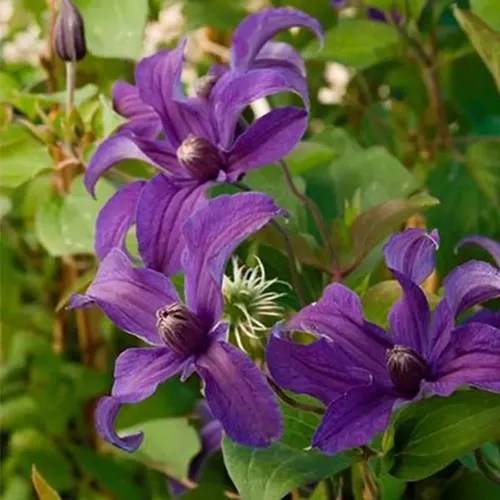 A close up of the purple flowers of ‘Indigo Bloom,’ growing in the garden with foliage in the background.