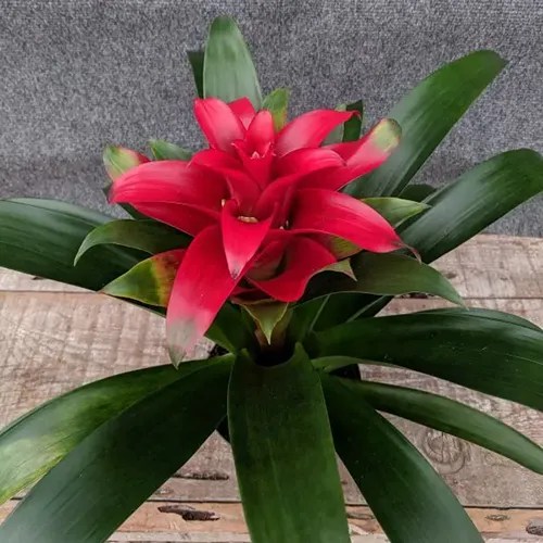 A square image of a &lsquo;Scarlet Star&rsquo; bromeliad growing in a pot set on a wooden surface.