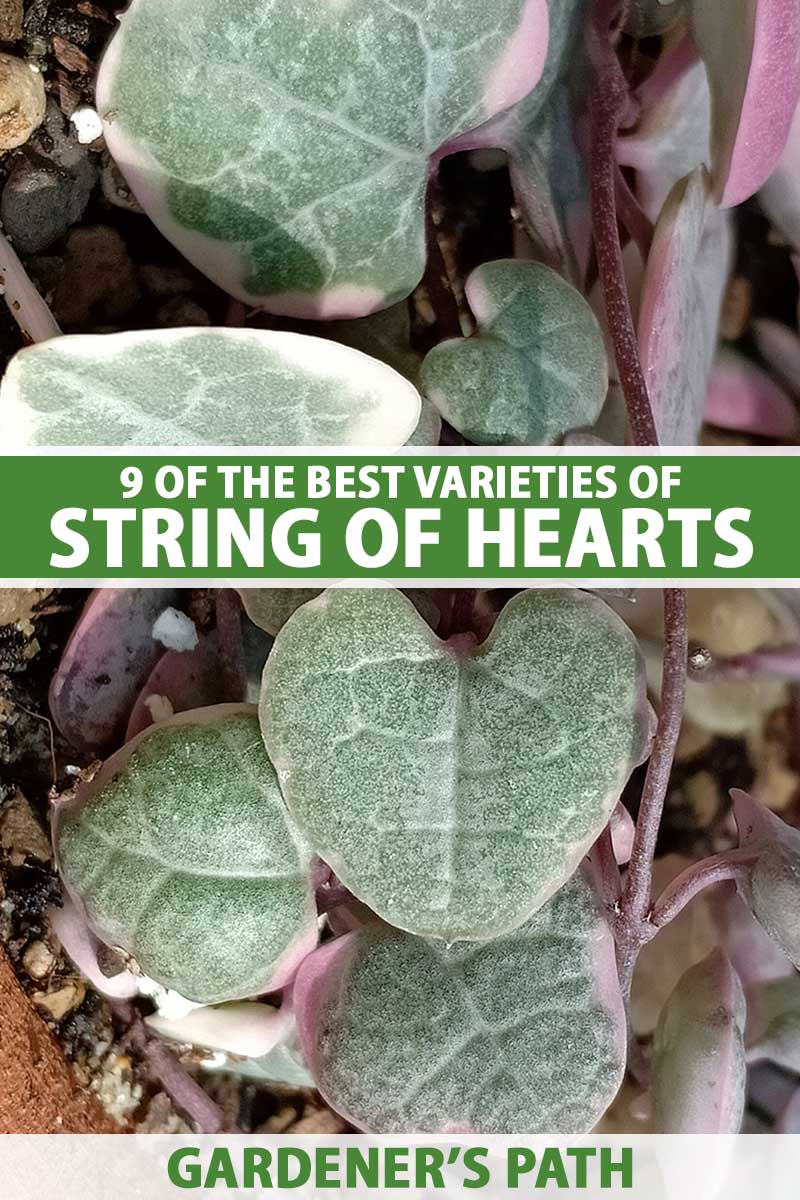 9 Different Types of String of Hearts Gardener’s Path