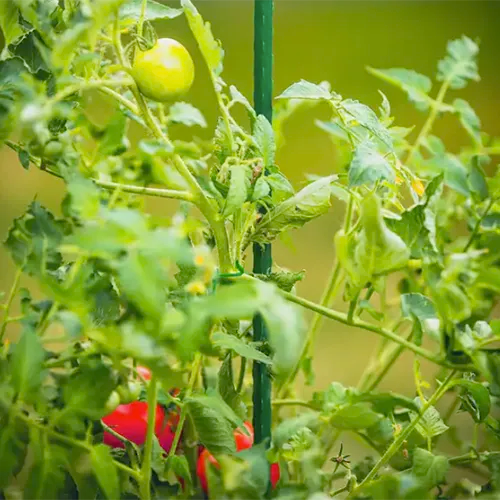 A close up of a plastic stake supporting a tomato plant pictured on a soft focus background.