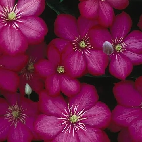 A close up square image of the pink flowers of ‘Ville de Lyon’ clematis pictured on a dark background.