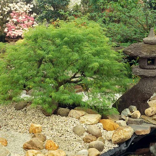 A square image of a dwarf ‘Viridis’ Japanese maple tree growing in a formal rock garden.