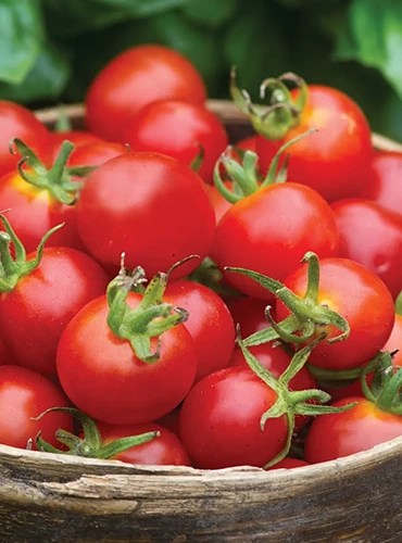 A close up of freshly harvested &lsquo;Baby Boomer&rsquo; tomatoes in a wicker basket.
