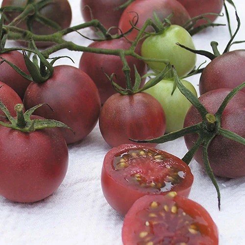 A close up square image of &lsquo;Black Cherry&rsquo; tomatoes freshly harvested.