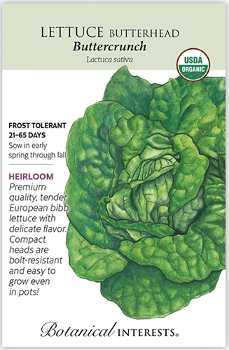 A close up of a packet of &lsquo;Buttercrunch&rsquo; lettuce seeds with text to the left of the frame and a hand-drawn illustration to the left.