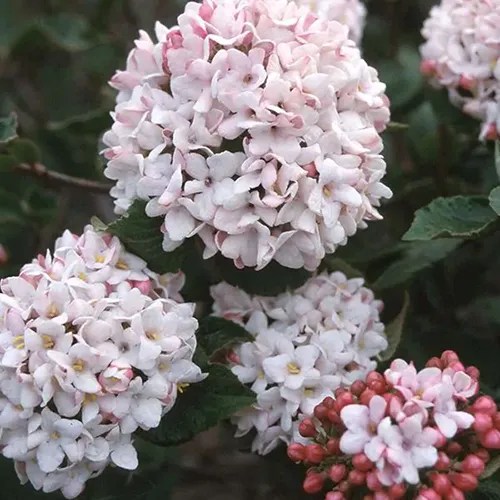 A close up square image of the light pink flowers of &lsquo;Cayuga,&rsquo; a cultivar of Viburnum x carlcephalum, a hybrid species.