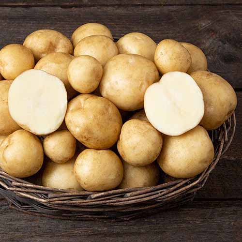 A close up square image of &lsquo;Elba&rsquo; potatoes in a wicker basket set on a dark wooden surface.