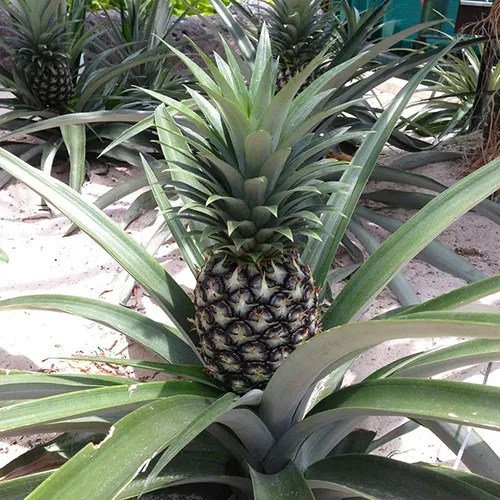 A close up square image of an ‘Elite Gold’ pineapple growing outdoors in the garden.