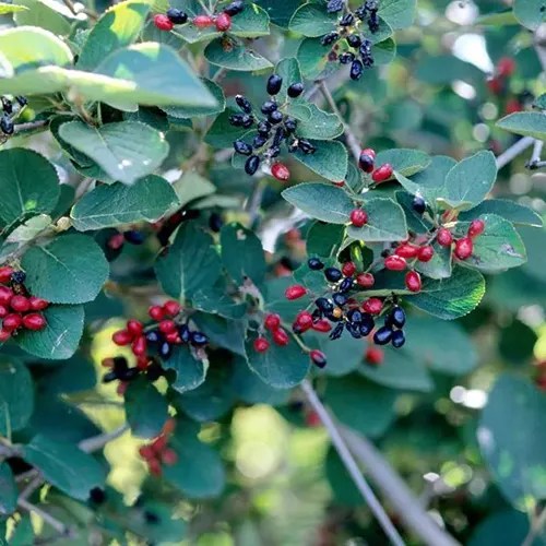 A square image of &lsquo;Emerald Triumph&rsquo; growing outdoors with deep green foliage and red and black drupes.
