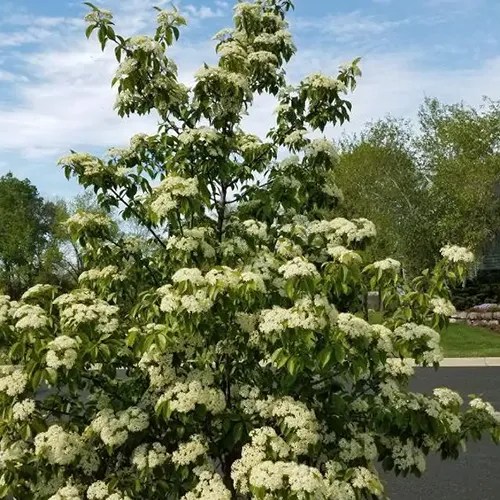 A square picture of Forest Rouge blackhaw viburnum growing by the side of a road.