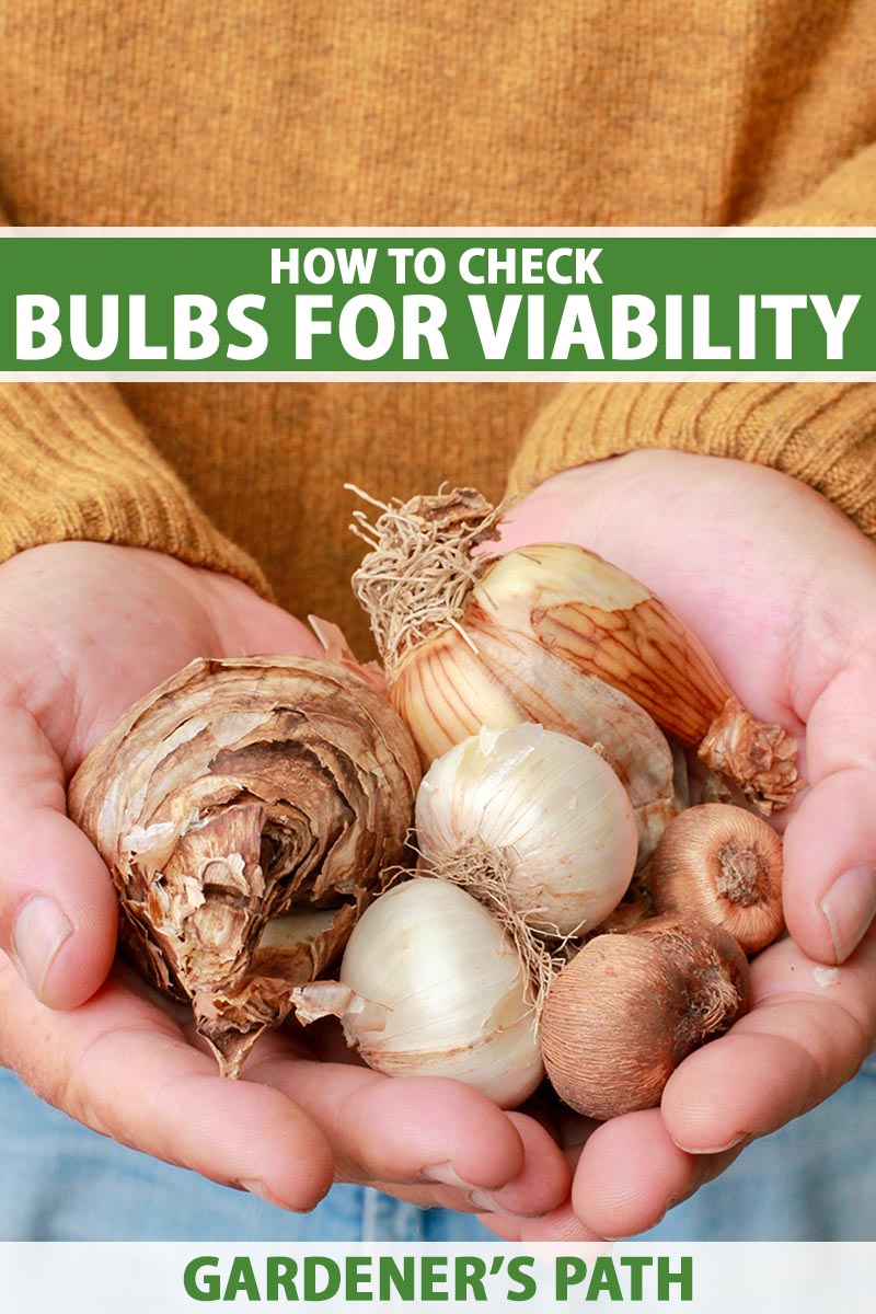 How to Check Flower Bulbs for Viability Gardener’s Path