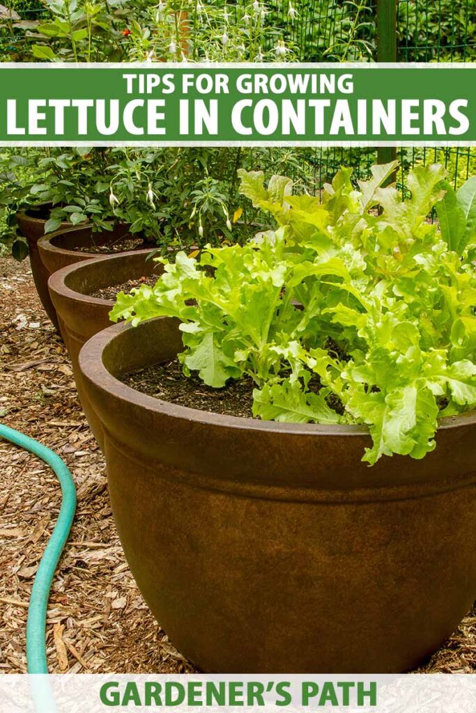 How to Grow Lettuce in Containers Gardener’s Path