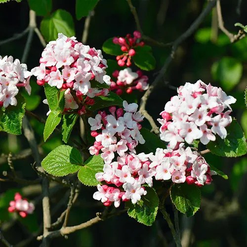 A square image of Korean spice flowers pictured in bright sunshine on a dark soft focus background.