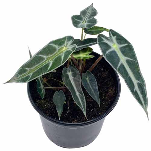 A close up of a kris plant growing in a small black plastic pot isolated on a white background.