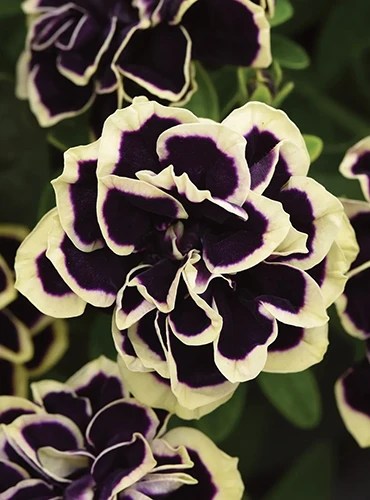 A vertical image of the bicolored flowers of &lsquo;Midnight Gold&rsquo; petunias pictured on a dark soft focus background.