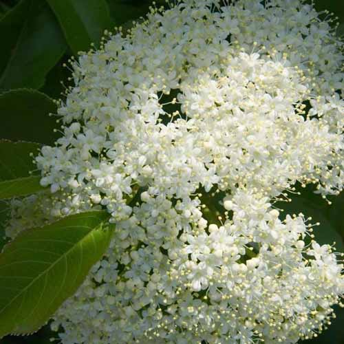 A close up square image of the flowers of a nannyberry shrub pictured in light sunshine on a dark background.