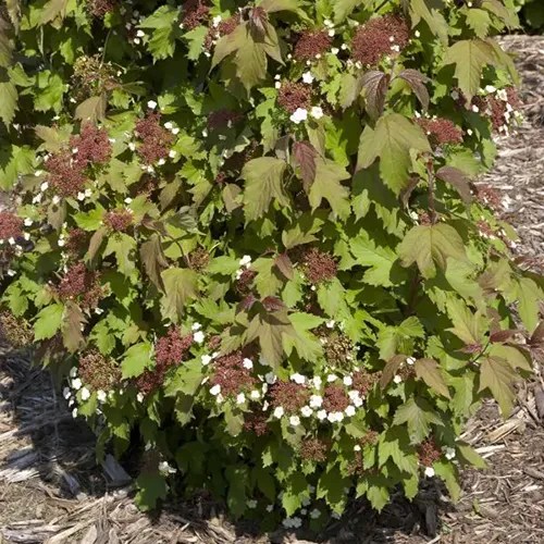 A close up square image of Viburnum sargentii &lsquo;Onondaga&rsquo; growing in the garden pictured in bright sunshine.