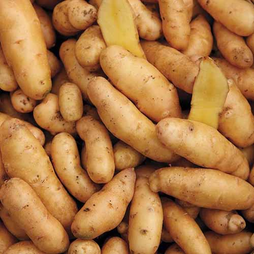 Close up of whole and sliced &lsquo;Russian Banana Fingerling&rsquo; potatoes, showing pale yellow flesh and light brown skins.