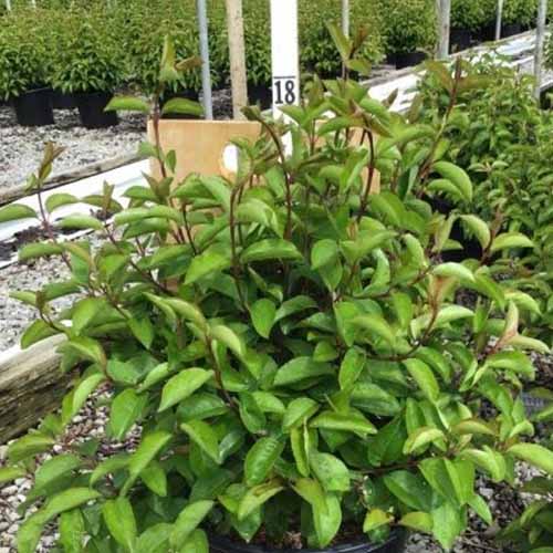 A close up of a small &lsquo;Summer Magic&rsquo; shrub growing in a pot at a plant nursery.