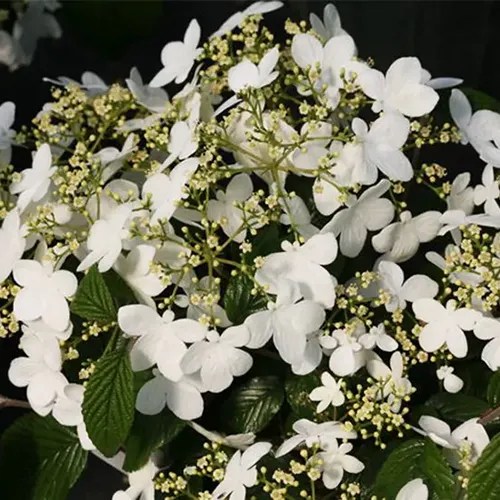 A close up of the lacecap-like flower of Wabi-Sabi viburnum pictured on a dark background.