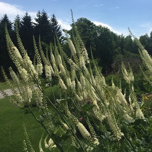 A close up square image of Actaea racemosa growing in the garden.