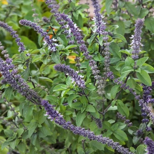 A close up square image of &lsquo;Blue Spice&rsquo; basil growing in the garden with purple flowers and deep green foliage.