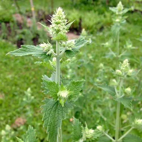 A close up square image of Nepeta cataria growing in the garden.