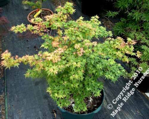 A close up of an Acer palmatum &lsquo;Coonora Pygmy&rsquo; growing in a small pot set on a wooden surface.